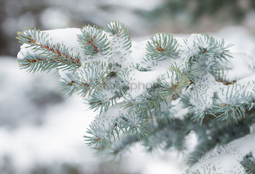 Similar – Foto Bild Enneigée Umwelt Natur