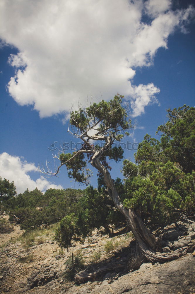 Image, Stock Photo gnarled Environment Nature