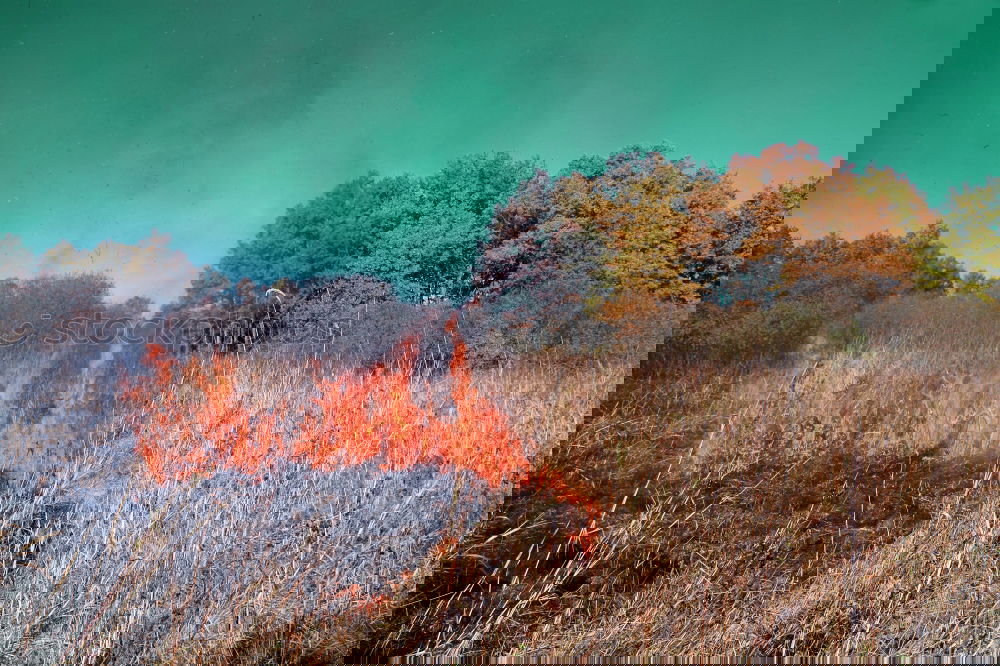 Similar – Image, Stock Photo Detail of Fire Burning Ridge with Trees Flames and Smoke