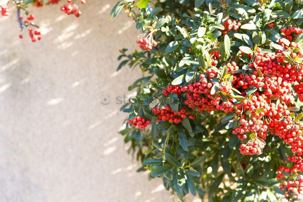 Similar – Image, Stock Photo Flashed rose hips Garden