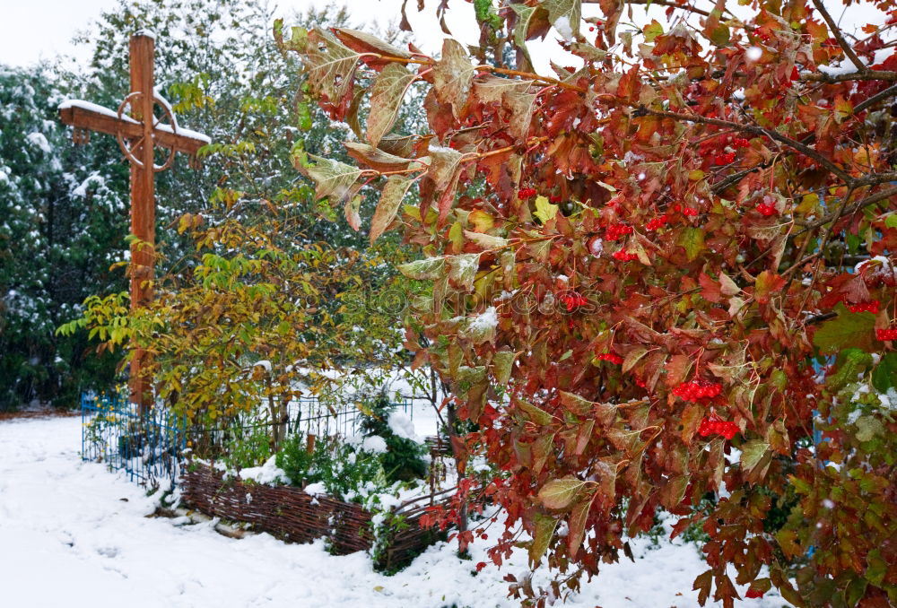 Similar – enchanted Autumn Fog Tree