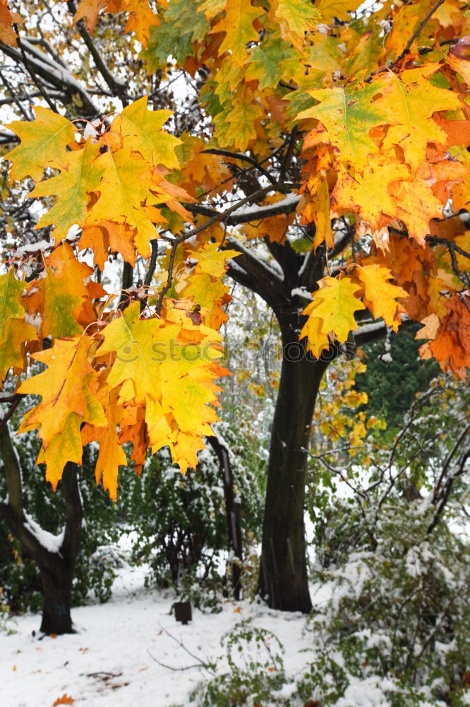 Image, Stock Photo yellow leaves in autumn