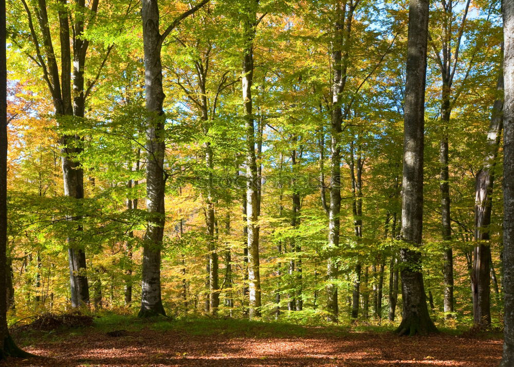 Image, Stock Photo Autumn atmosphere in the park