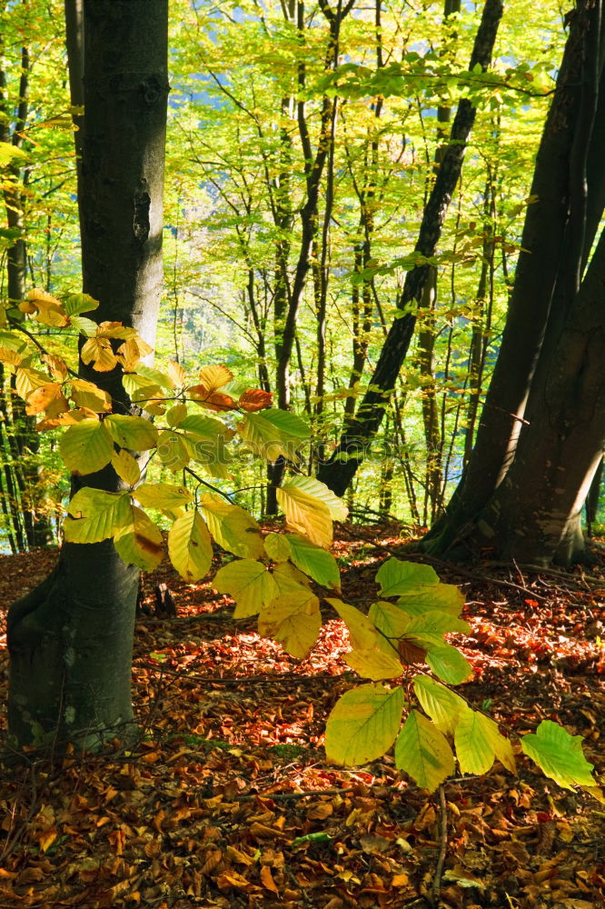 Similar – Image, Stock Photo Autumn atmosphere in the park