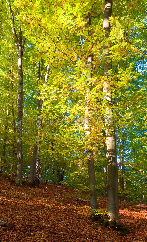 Similar – Buchenwald Umwelt Baum