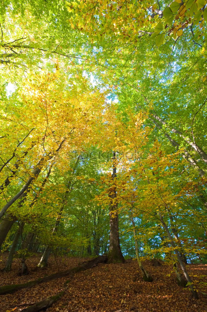 Similar – Image, Stock Photo autumn, tree, golden leaves