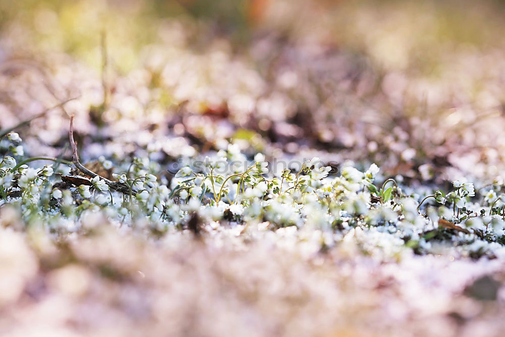 Similar – [600] Natural colours of the heather in Scotland