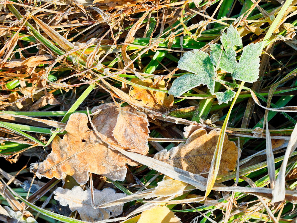 Similar – Image, Stock Photo Thawed hole in a snow cover on the field