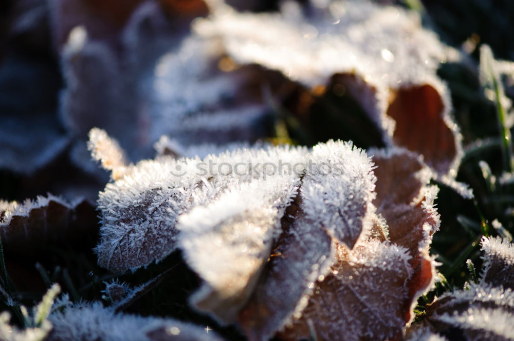 Similar – Close-up of ice crystals on nettle leaves