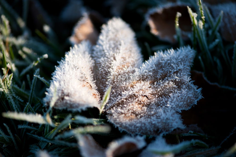 Similar – green leaf with ice crystals iegt in frozen grass