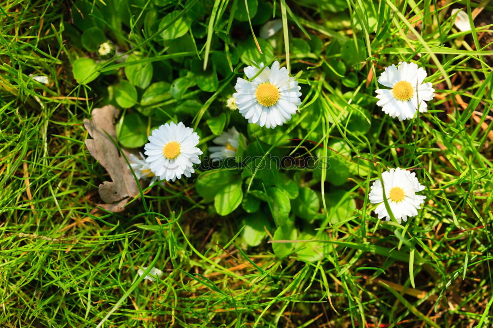 Gänseblümchen Blume Wiese