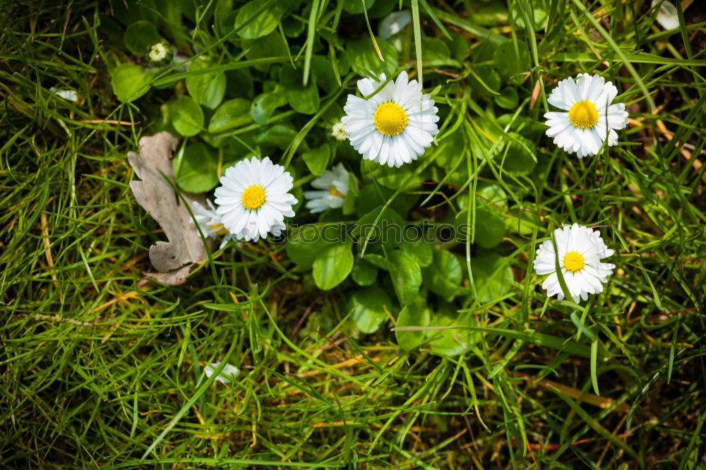 Similar – Gänseblümchen Blume Wiese