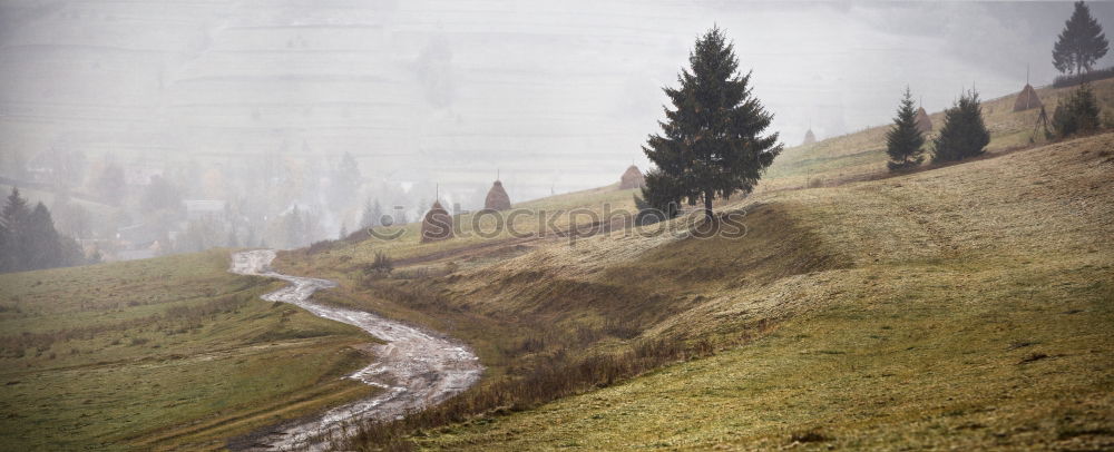 Similar – Image, Stock Photo It’s so green… Amrum