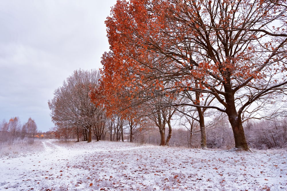 Similar – Image, Stock Photo Snow falling on a countryside road in the winter