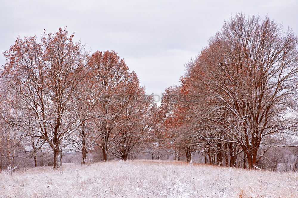 Similar – Powdered sugar?! Winter