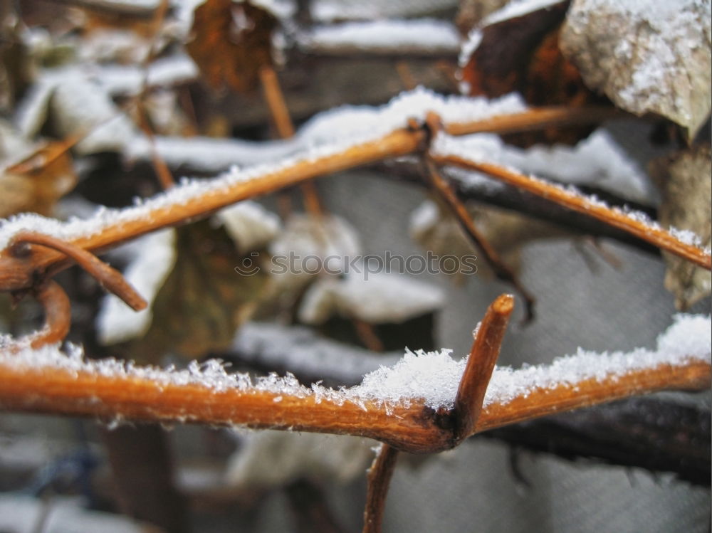 Similar – Image, Stock Photo Frosty at the fence