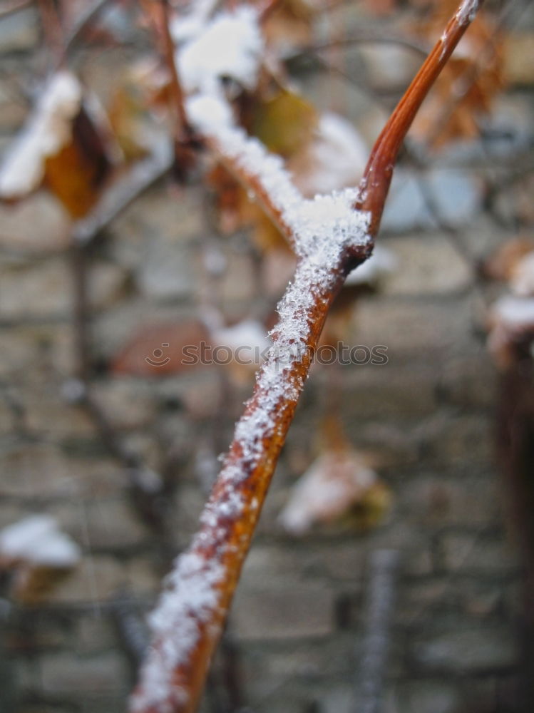 Similar – Image, Stock Photo touché Environment Nature