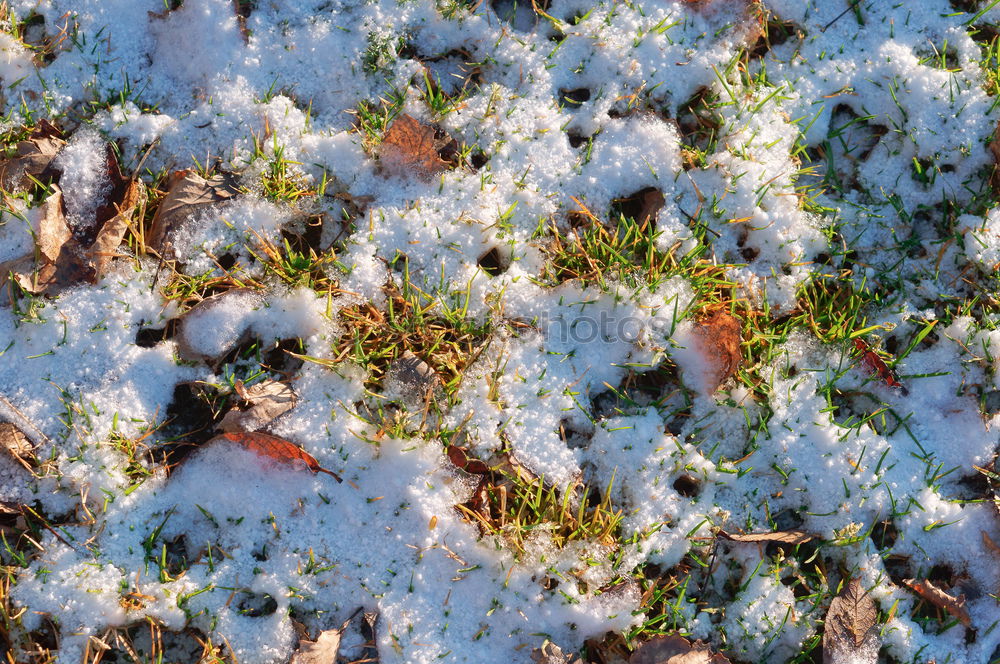 Similar – Frosty nose Cold Frozen