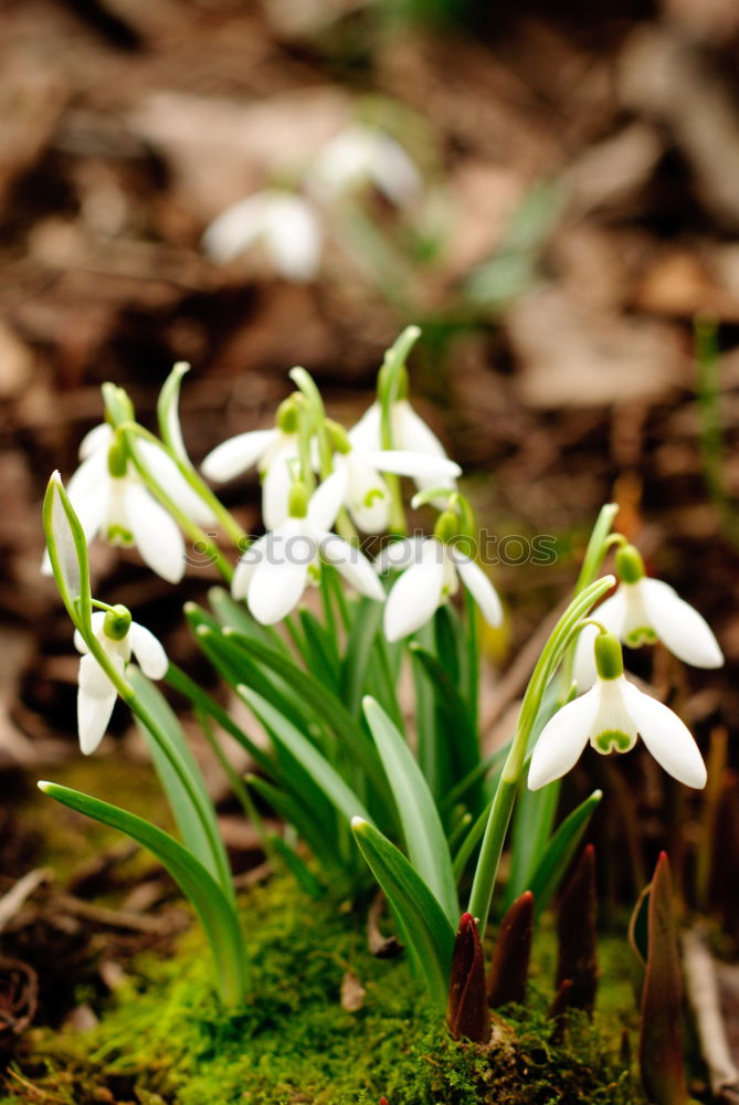 Similar – Frühlingsblumen