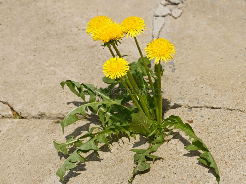 Image, Stock Photo biting not… Dandelion