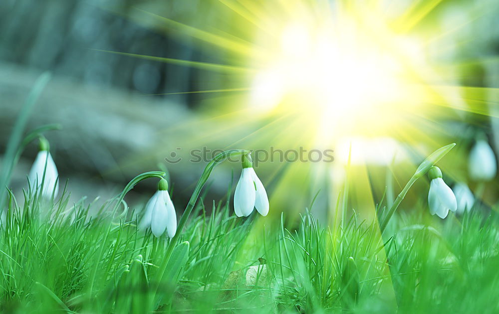 Similar – Foto Bild Schneeglöckchen Umwelt