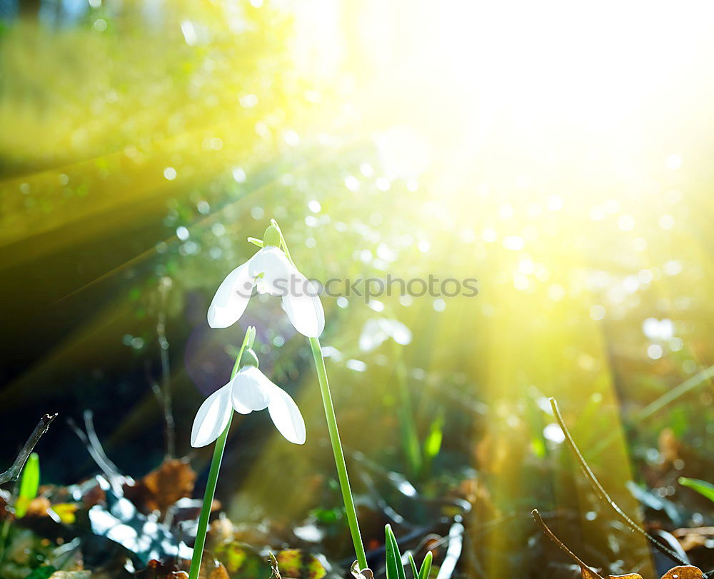 Similar – Snowdrops, white skirts…