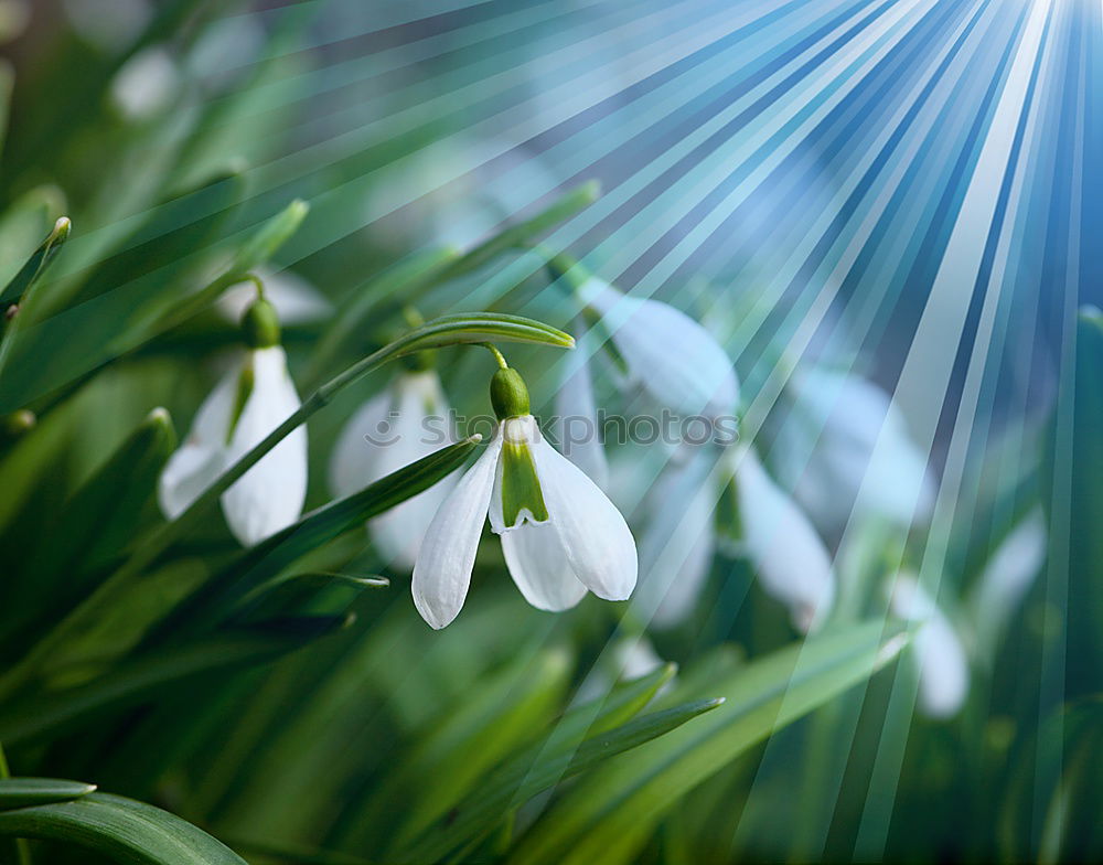 Similar – sun bells Snowdrop Spring