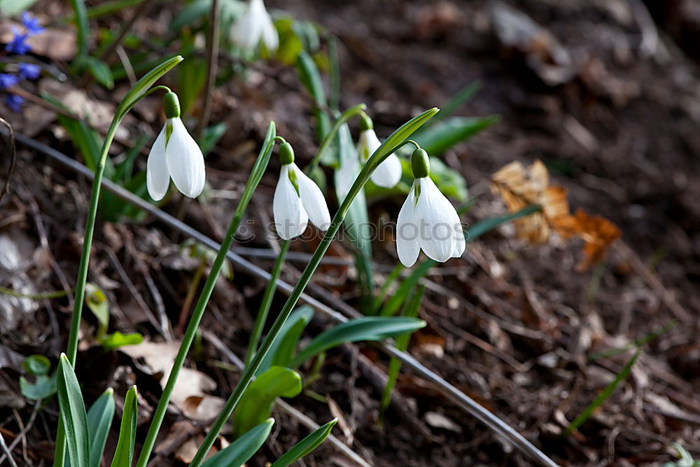 „Winter Ade“ Freude