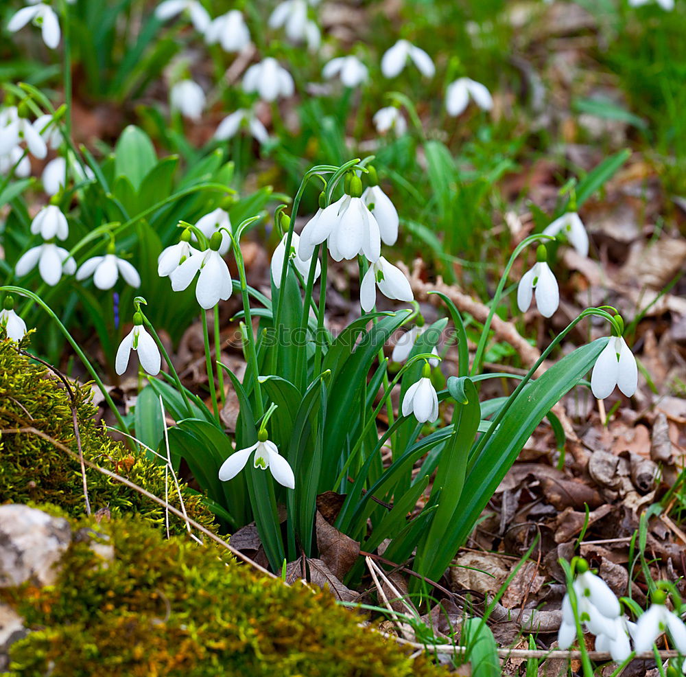 Similar – Image, Stock Photo Märzenbecher in the sunlight