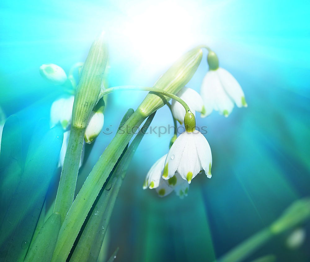 Similar – sun bells Snowdrop Spring