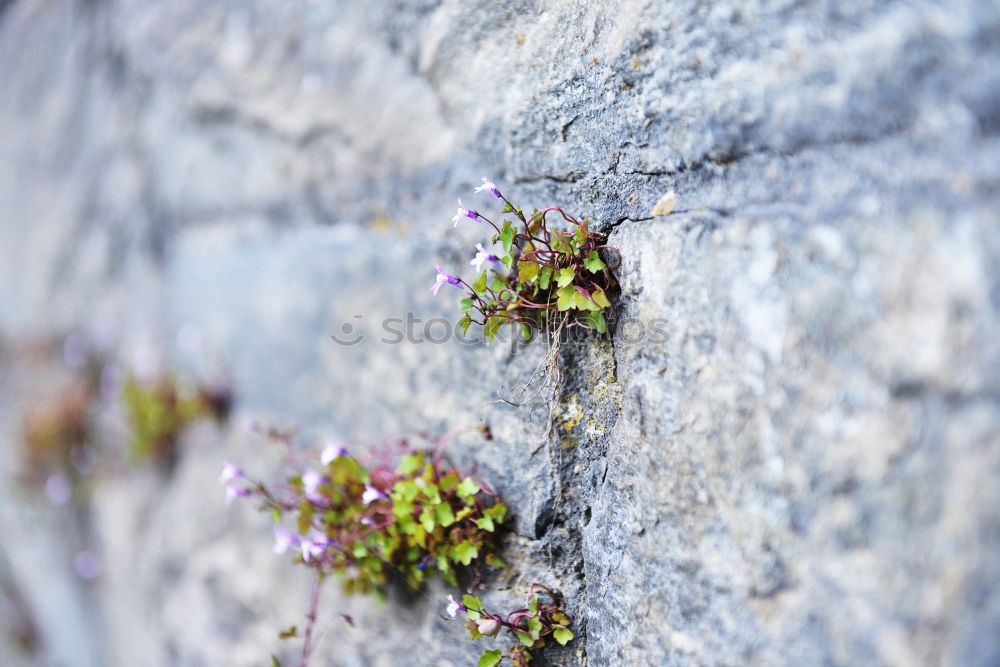 Similar – gelbe Blumen (Steinkraut) an einer Mauer