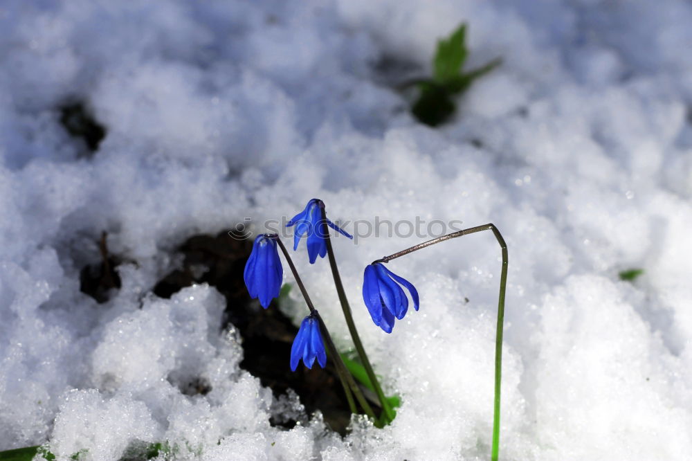 Similar – Image, Stock Photo Snow meets bells Winter