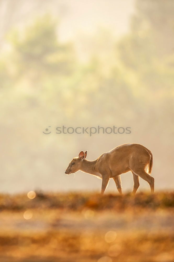 Similar – Image, Stock Photo Tigered cat on the prowl