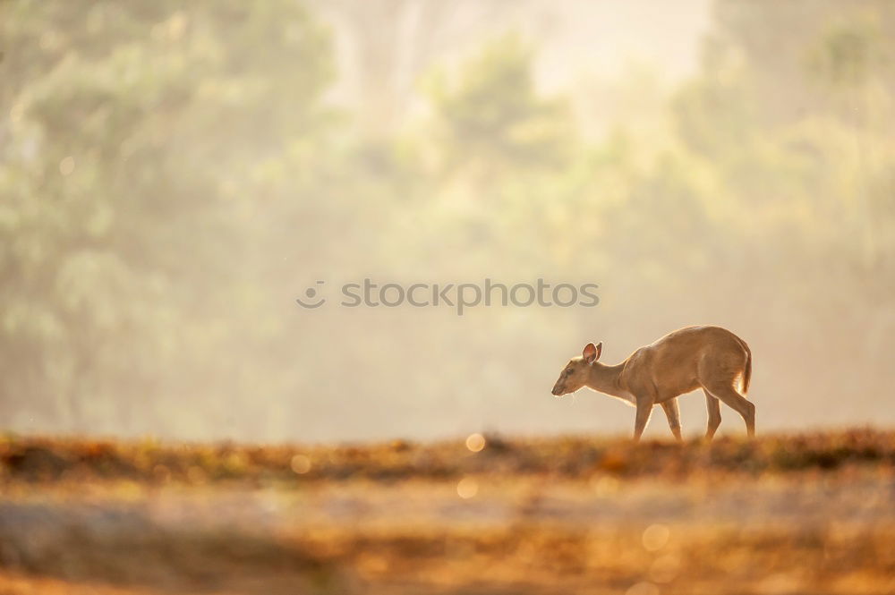 Similar – Image, Stock Photo Hey, Dude! Environment