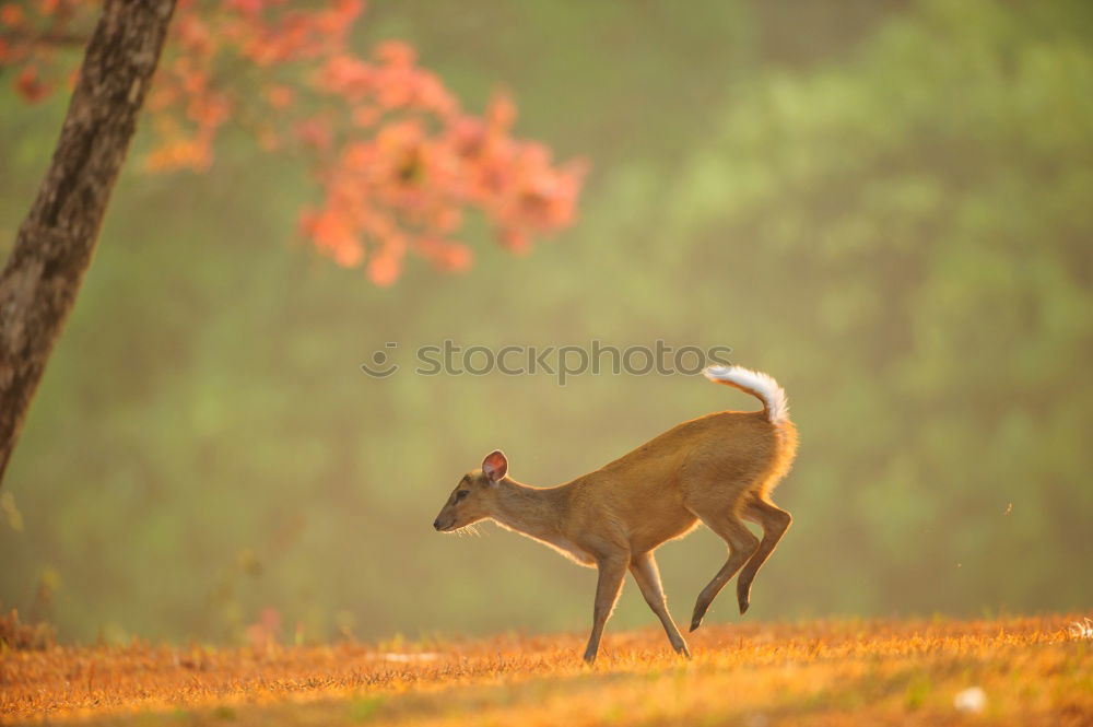 Similar – beautiful fallow deer stag in autumn woods