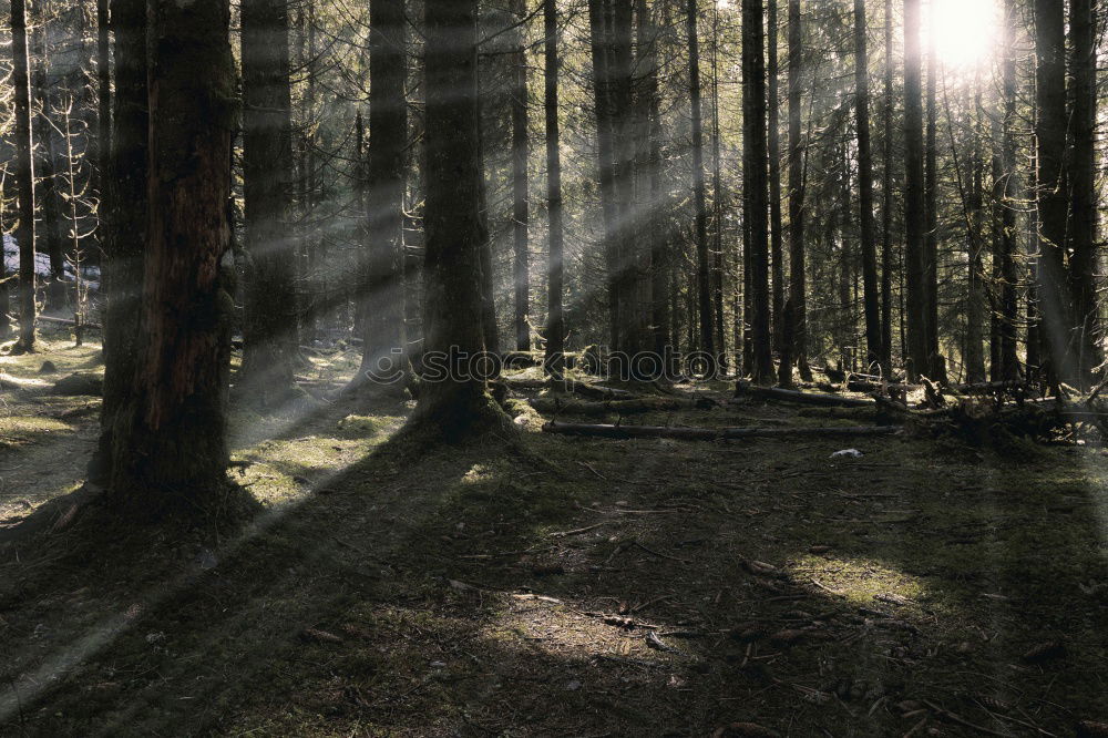 Similar – Image, Stock Photo Forest1 Coniferous trees