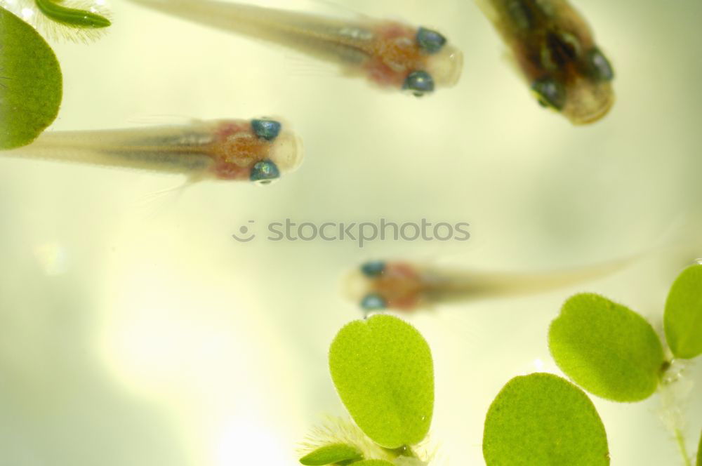 Similar – Image, Stock Photo forage Herbs and spices