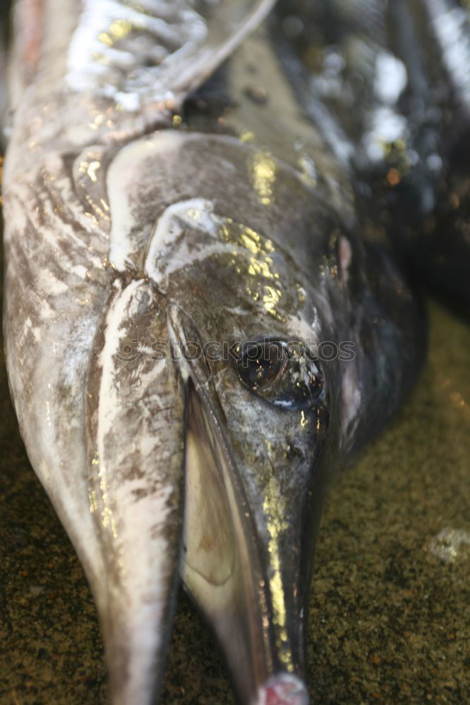 Similar – Image, Stock Photo fish heads Animal