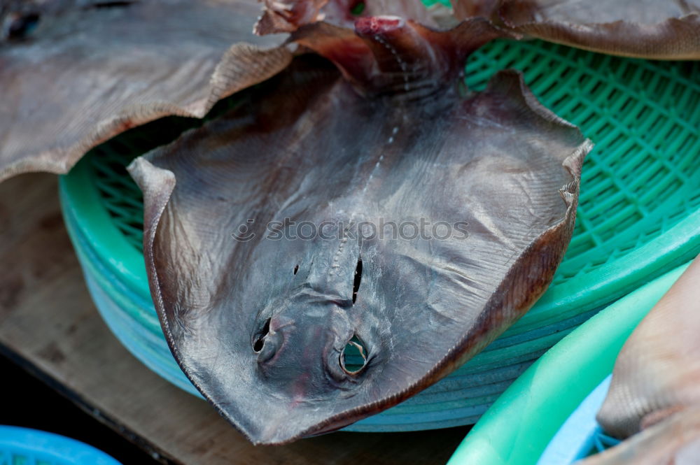 Similar – Image, Stock Photo show teeth Food Fish