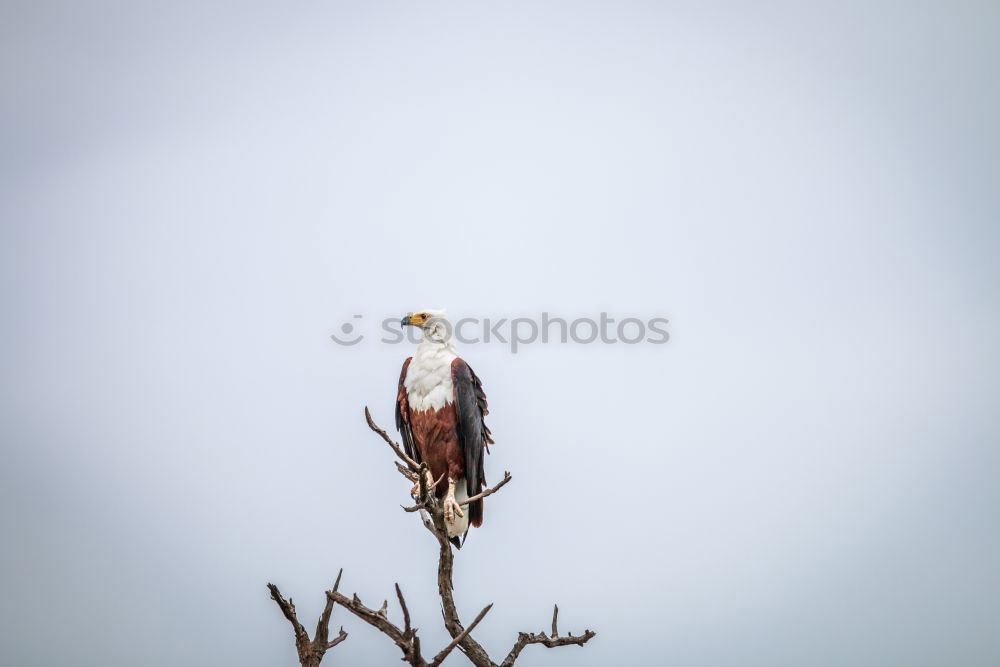 Similar – Image, Stock Photo What weird bird are you?