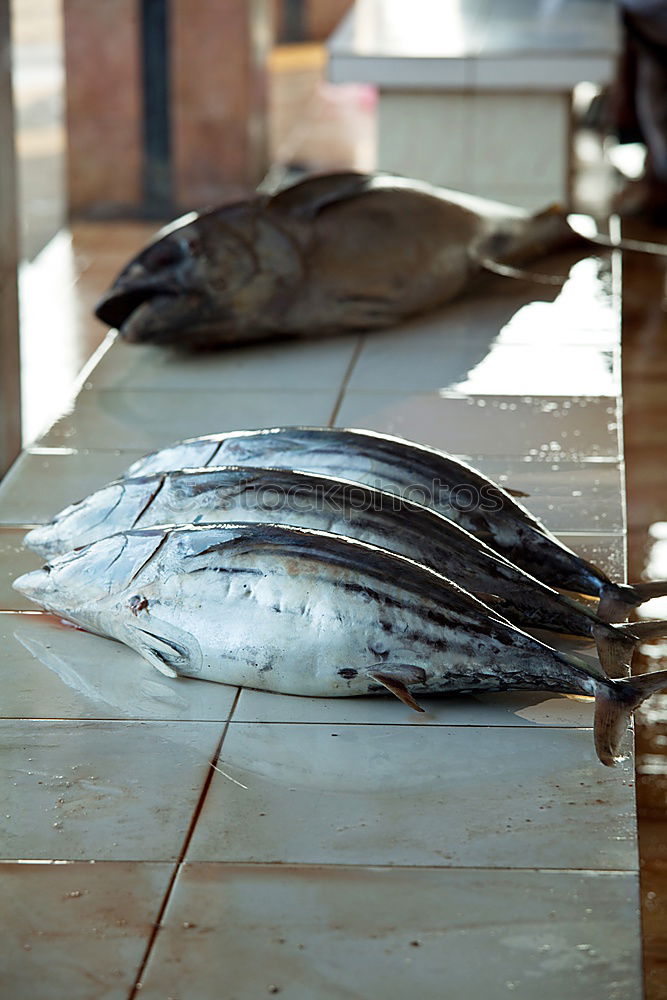 Similar – Image, Stock Photo show teeth Food Fish