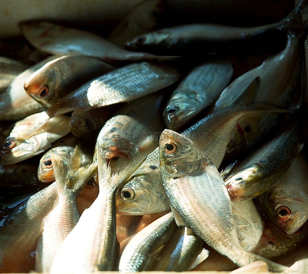 Similar – Image, Stock Photo Death by anglers Fish