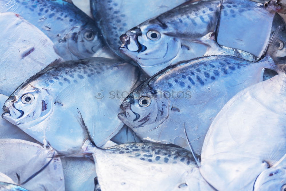 Similar – tuna fish Food Fish