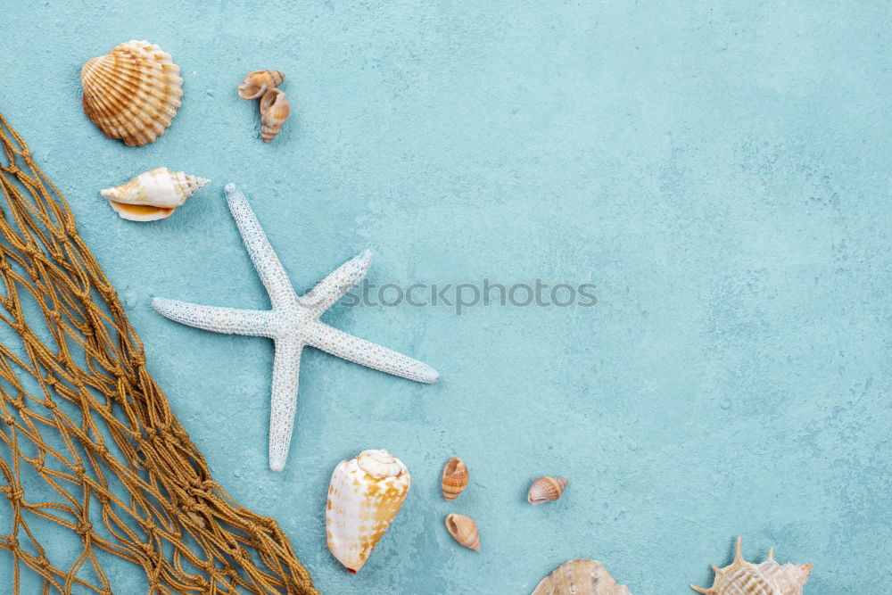 Similar – Seafood on a blue background with algae