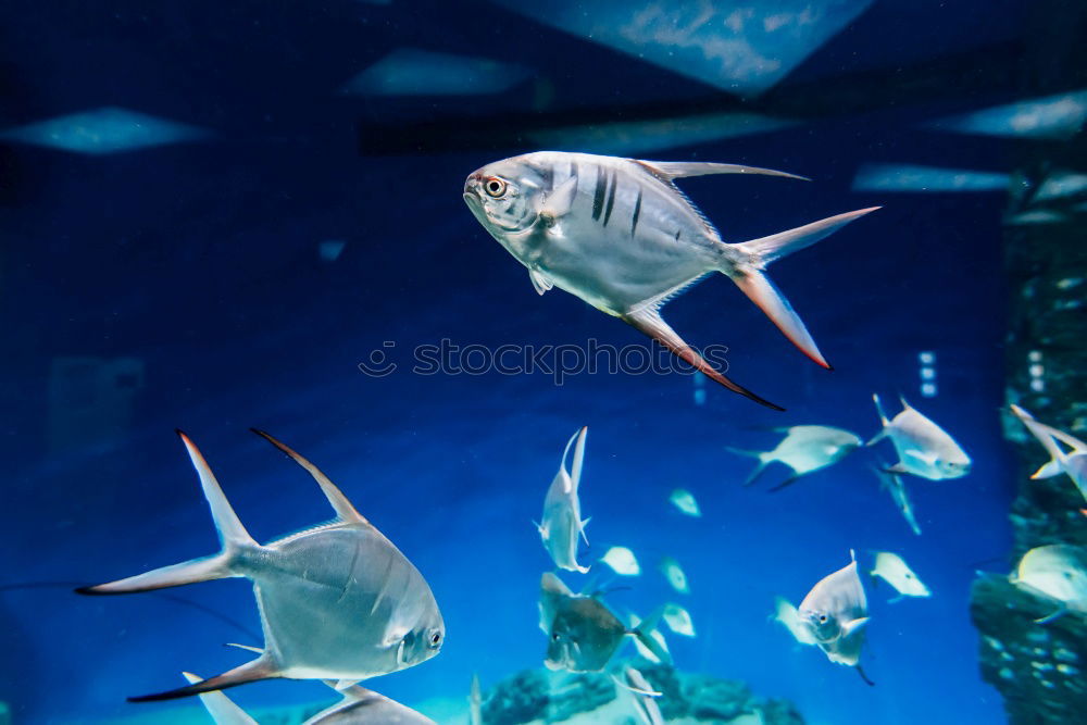 Similar – marine fish Aquarium