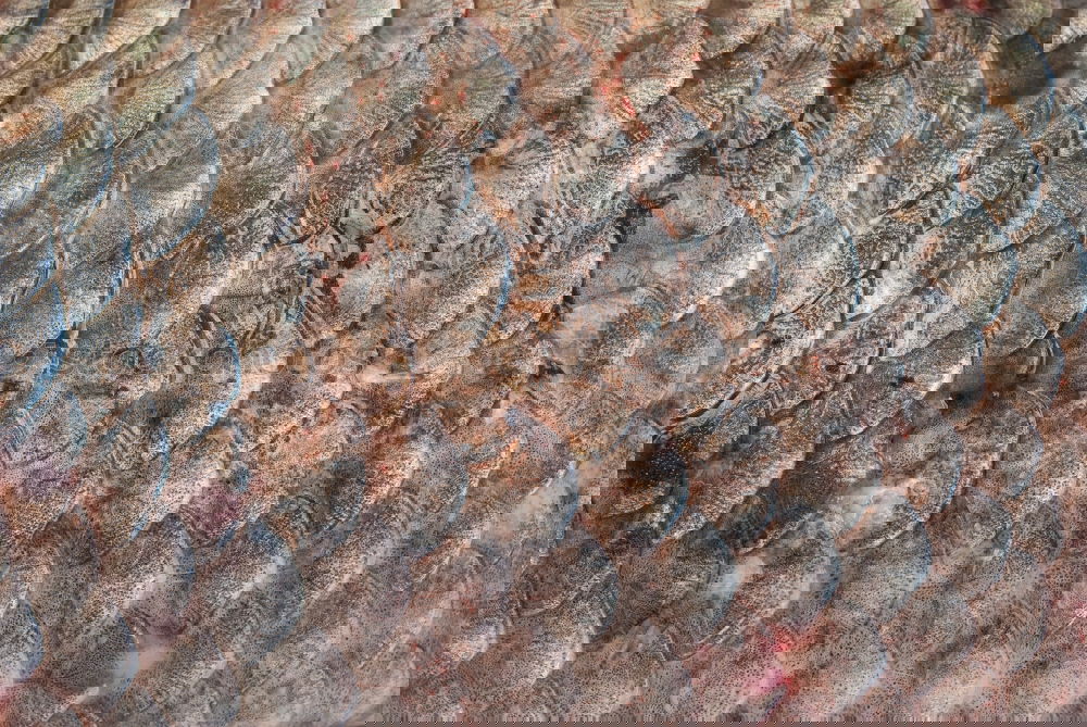 Similar – Foto Bild frischfleisch Fleisch