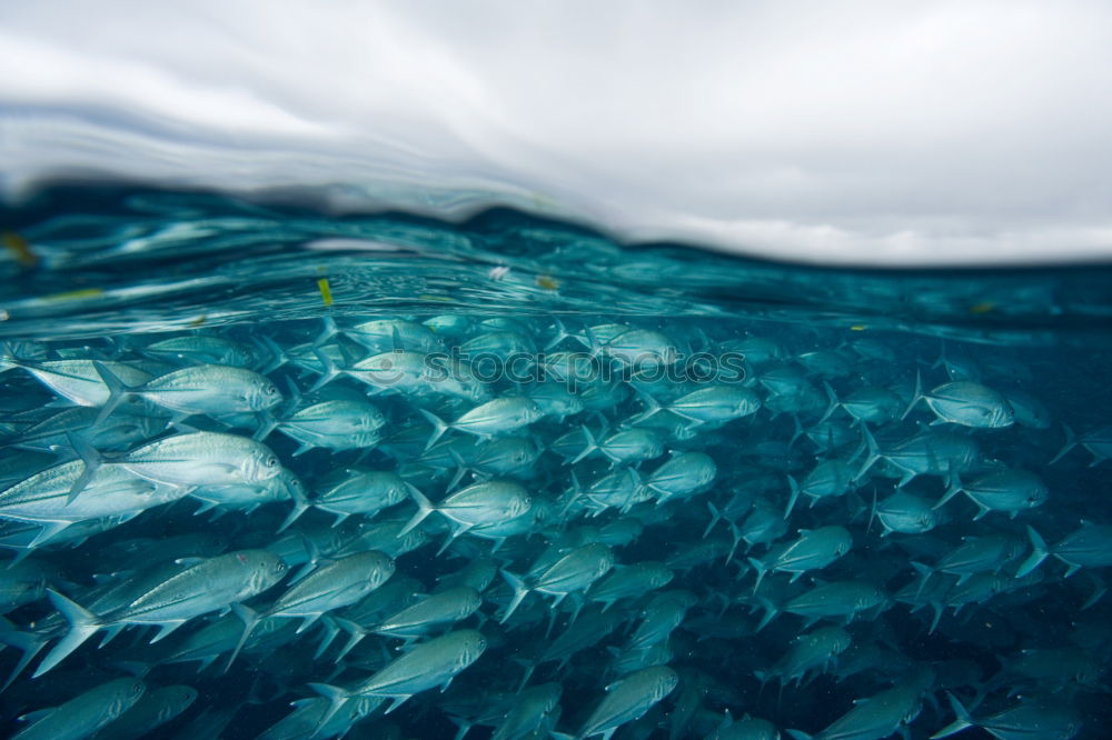 Similar – fish tornado Shoal of fish