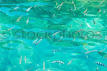 Similar – Image, Stock Photo Hidden Object in the Corsican Sea