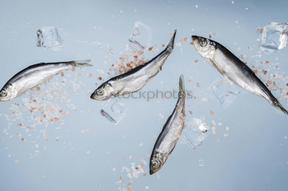 Similar – Three live carp fish in a scales on a kitchen board