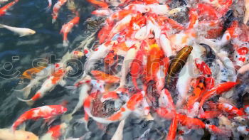 Similar – Image, Stock Photo Noon. Art Esthetic Squid